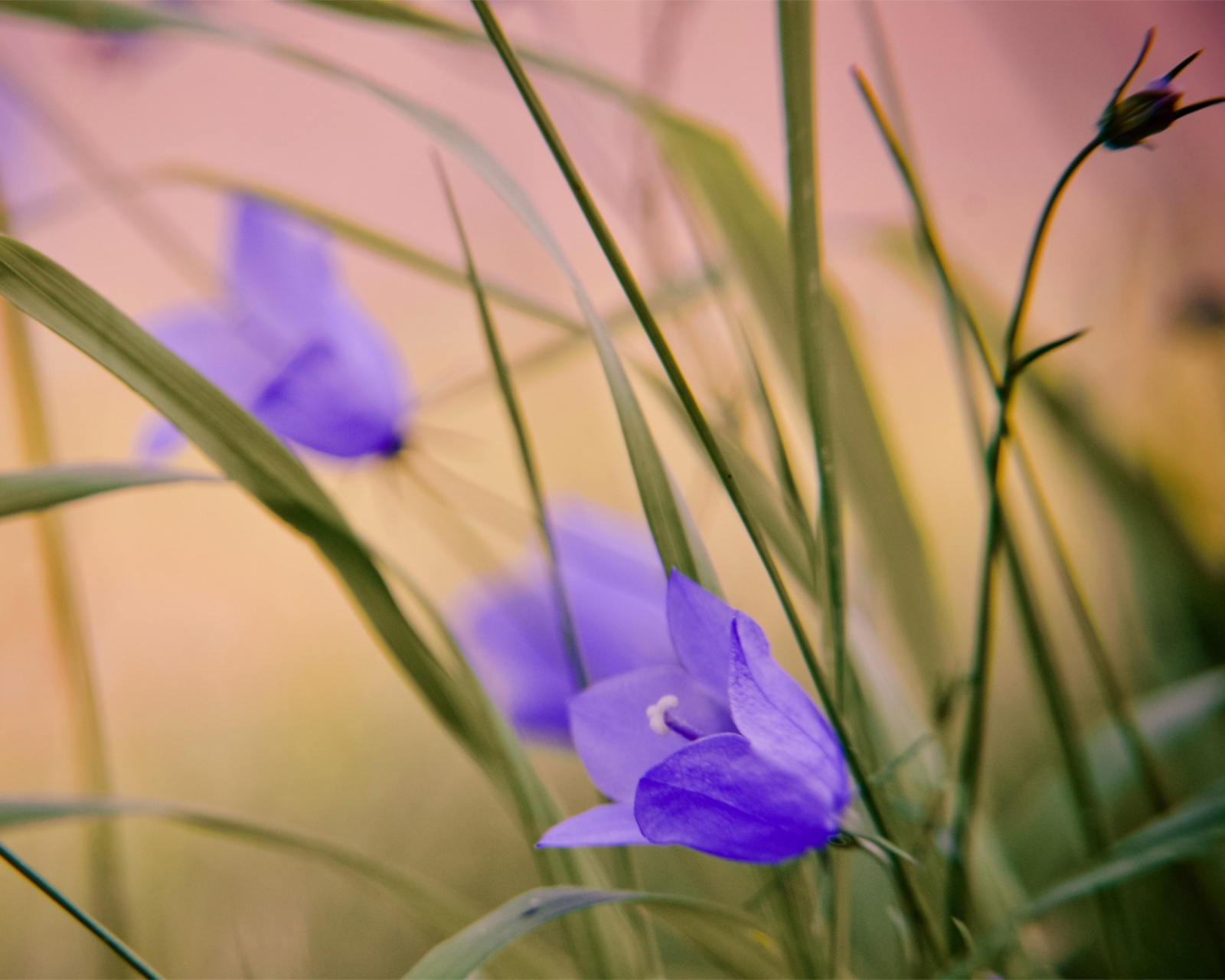 Sfondi Blue Wild Flowers 1600x1280