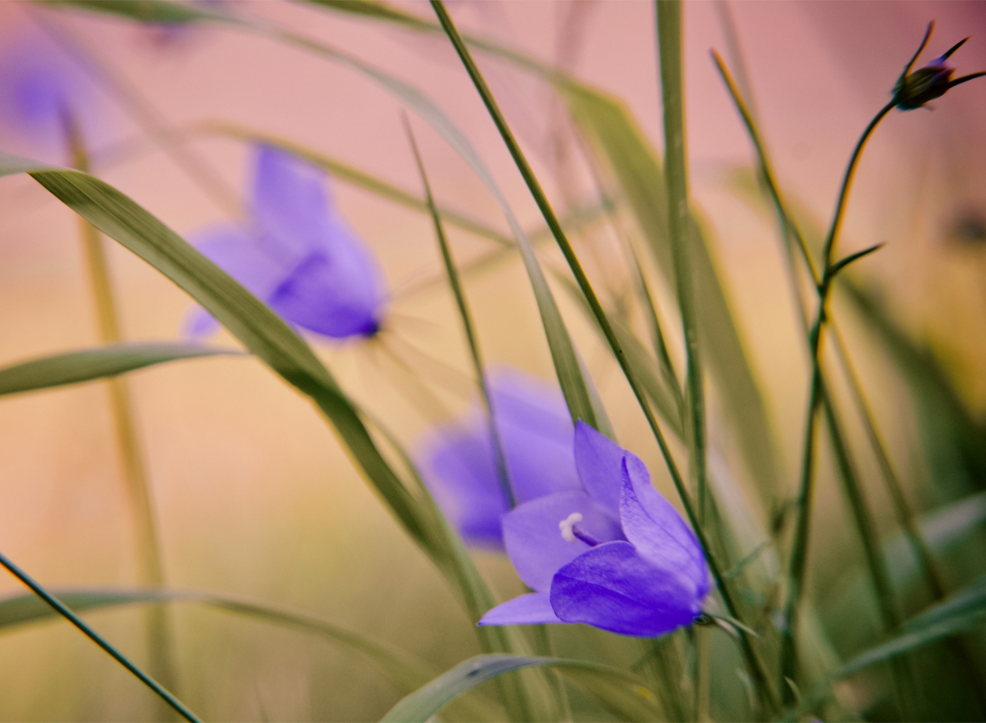 Screenshot №1 pro téma Blue Wild Flowers 1920x1408