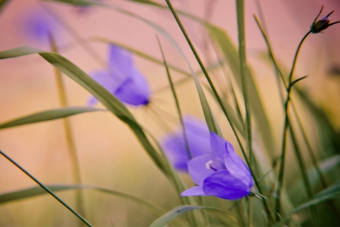 Fondo de pantalla Blue Wild Flowers 480x320