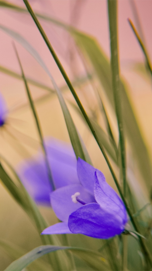 Sfondi Blue Wild Flowers 640x1136