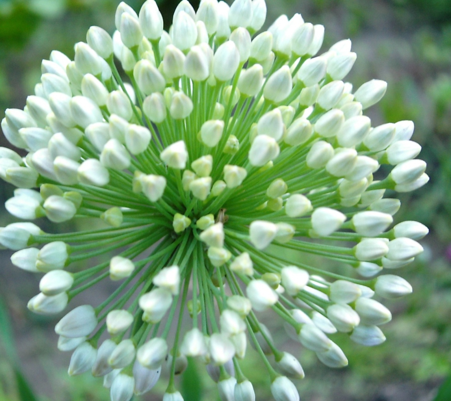 Onion Flower wallpaper 1440x1280