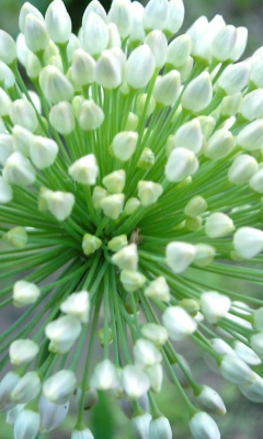 Screenshot №1 pro téma Onion Flower 240x400