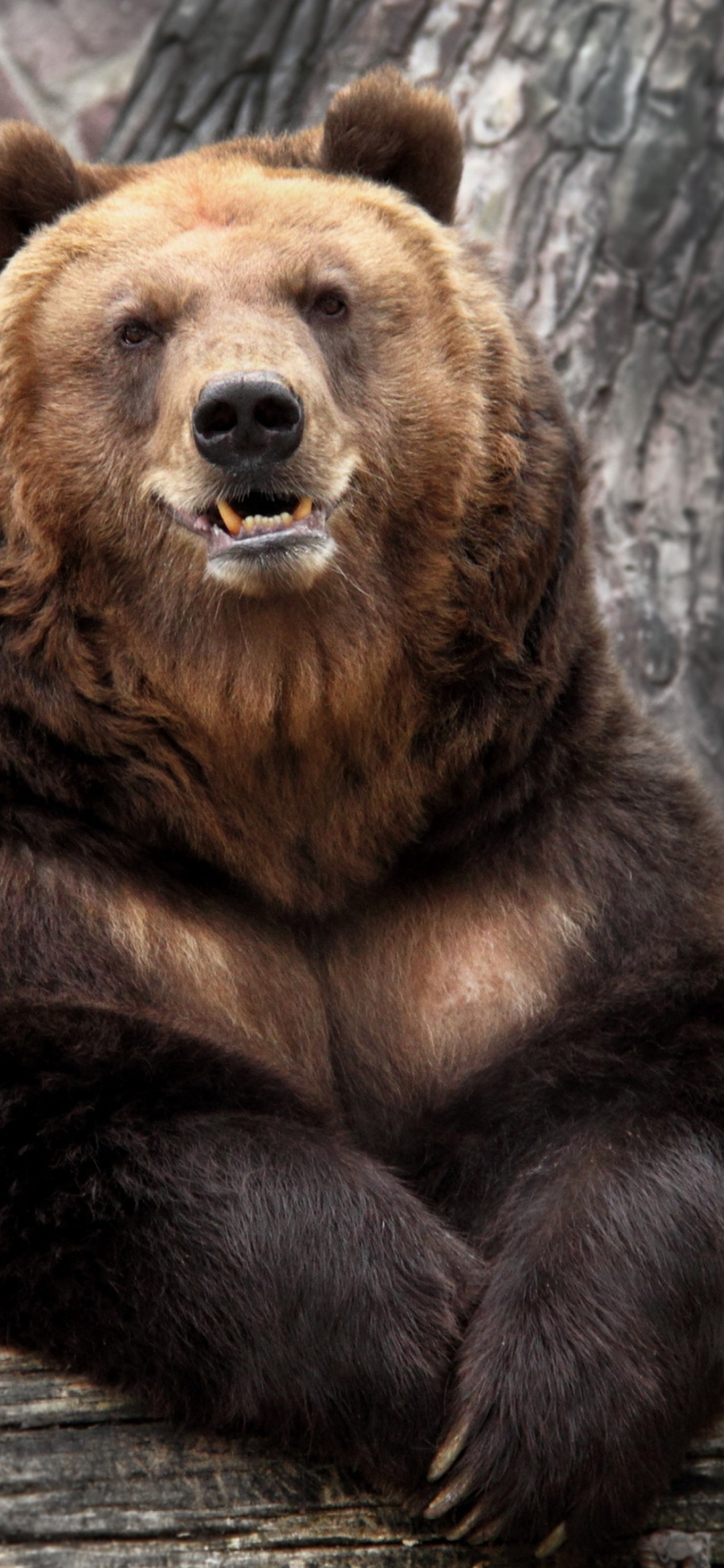Big Bear wallpaper 1170x2532