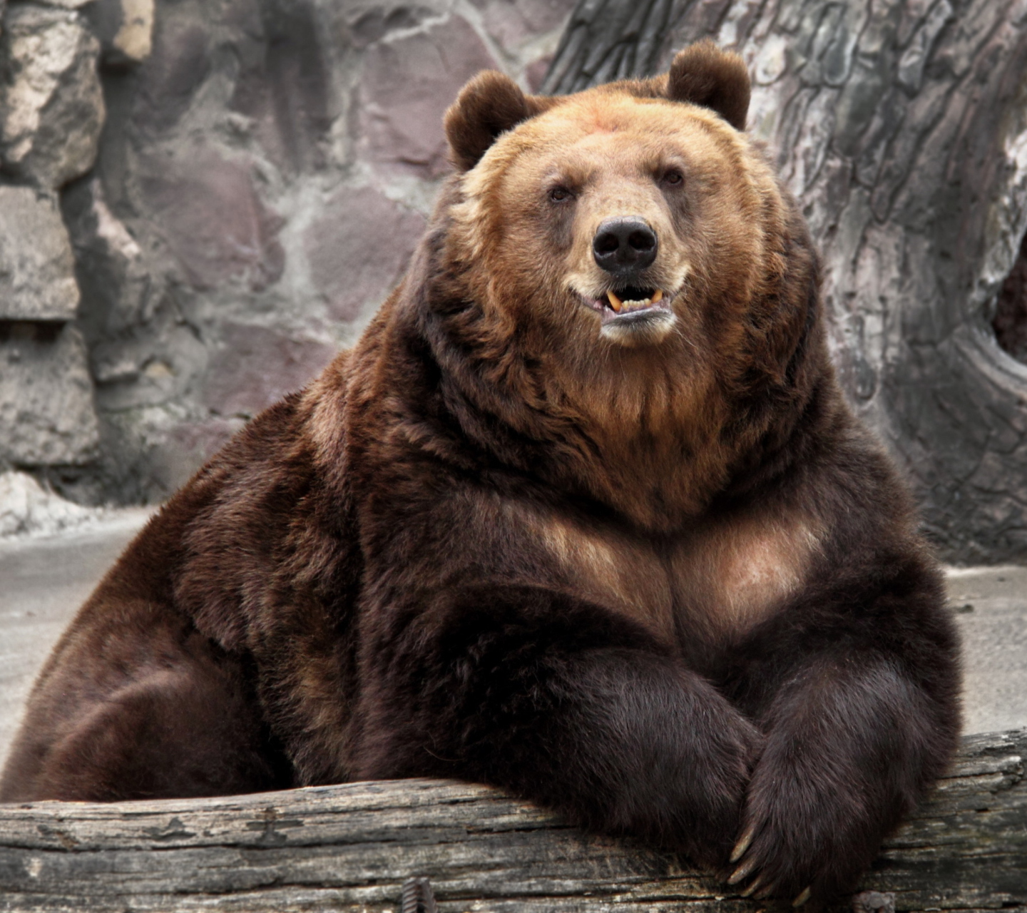 Sfondi Big Bear 1440x1280