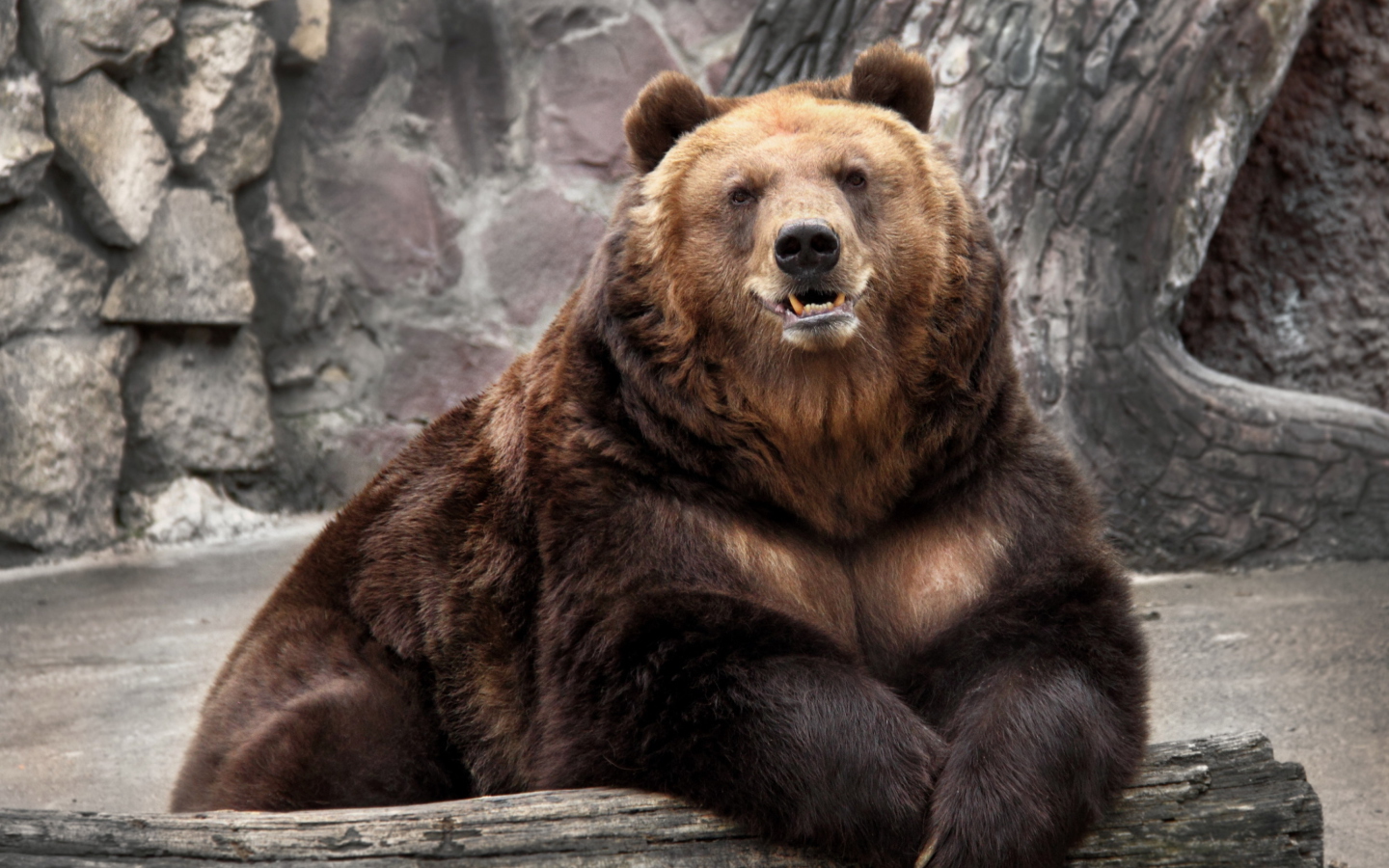 Das Big Bear Wallpaper 1440x900
