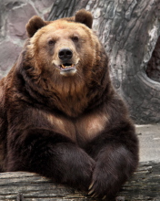 Sfondi Big Bear 176x220