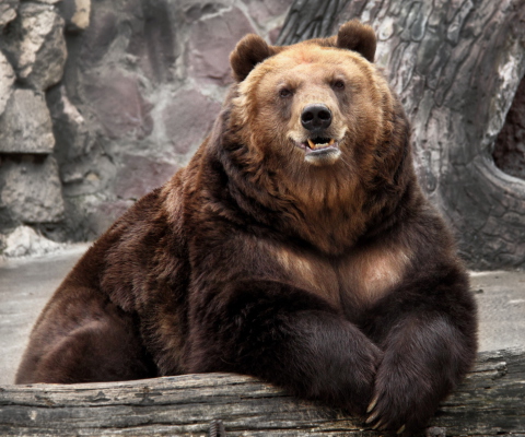 Sfondi Big Bear 480x400