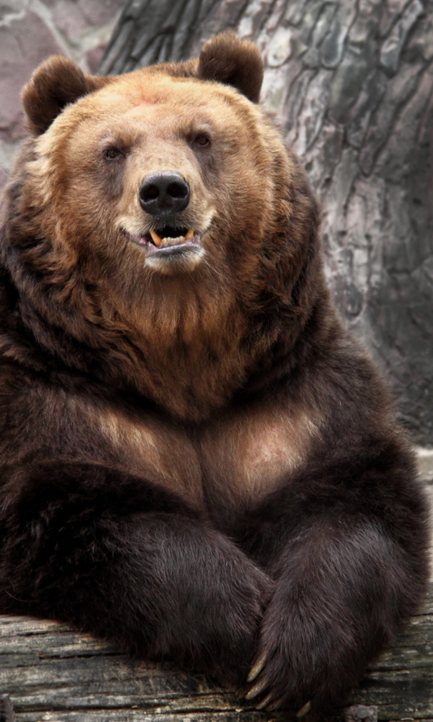 Sfondi Big Bear 480x800