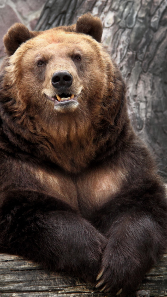 Big Bear wallpaper 640x1136