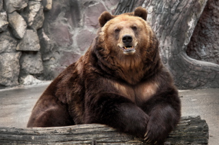 Big Bear - Obrázkek zdarma 