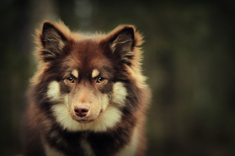 Dog With Smart Eyes wallpaper 480x320