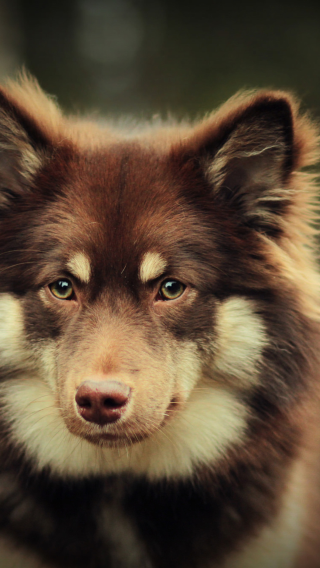 Dog With Smart Eyes wallpaper 640x1136