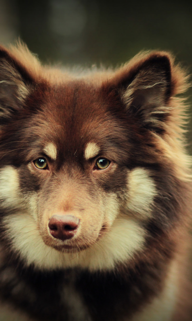 Dog With Smart Eyes wallpaper 768x1280