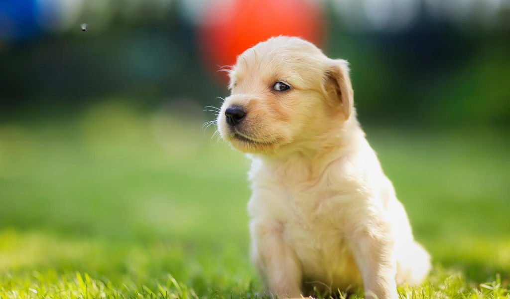 Sfondi Cute Golden Retriever Puppy 1024x600