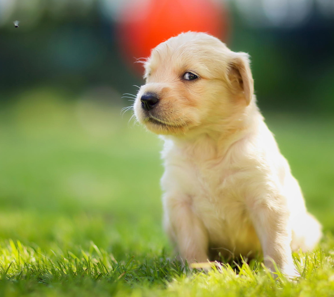 Fondo de pantalla Cute Golden Retriever Puppy 1080x960