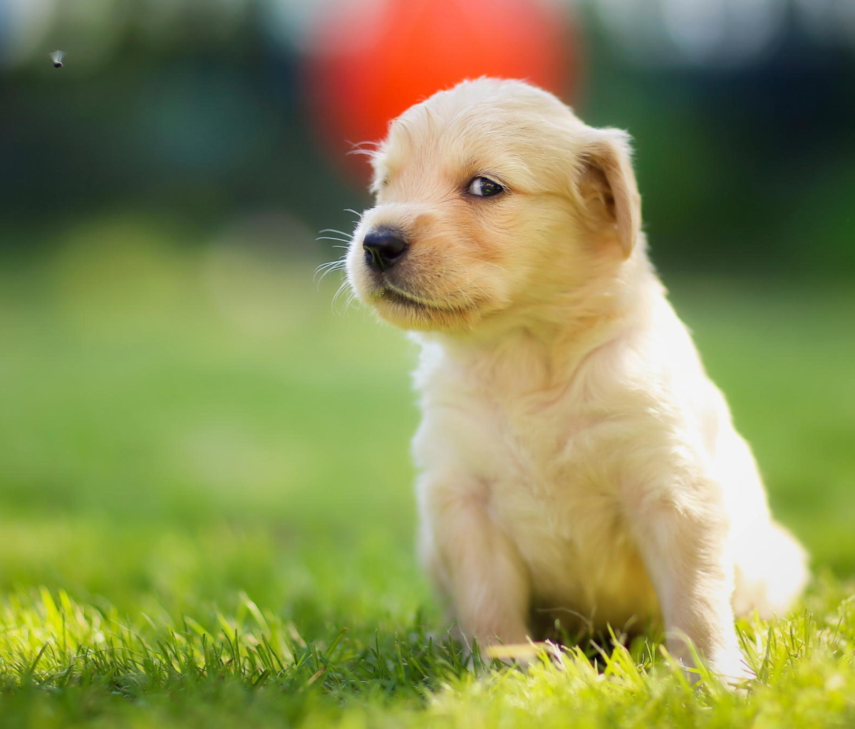 Cute Golden Retriever Puppy screenshot #1 1200x1024
