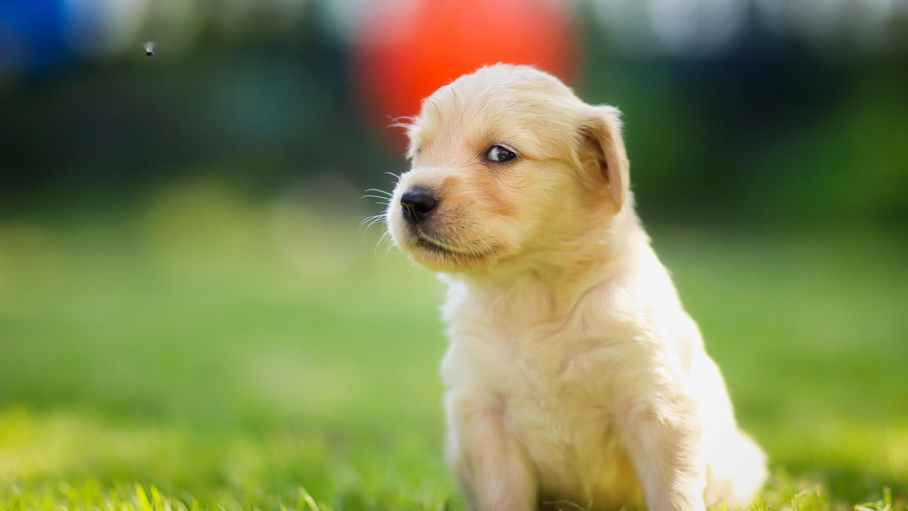 Cute Golden Retriever Puppy wallpaper 1280x720