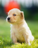 Das Cute Golden Retriever Puppy Wallpaper 128x160