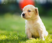 Cute Golden Retriever Puppy screenshot #1 176x144
