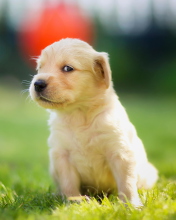 Das Cute Golden Retriever Puppy Wallpaper 176x220