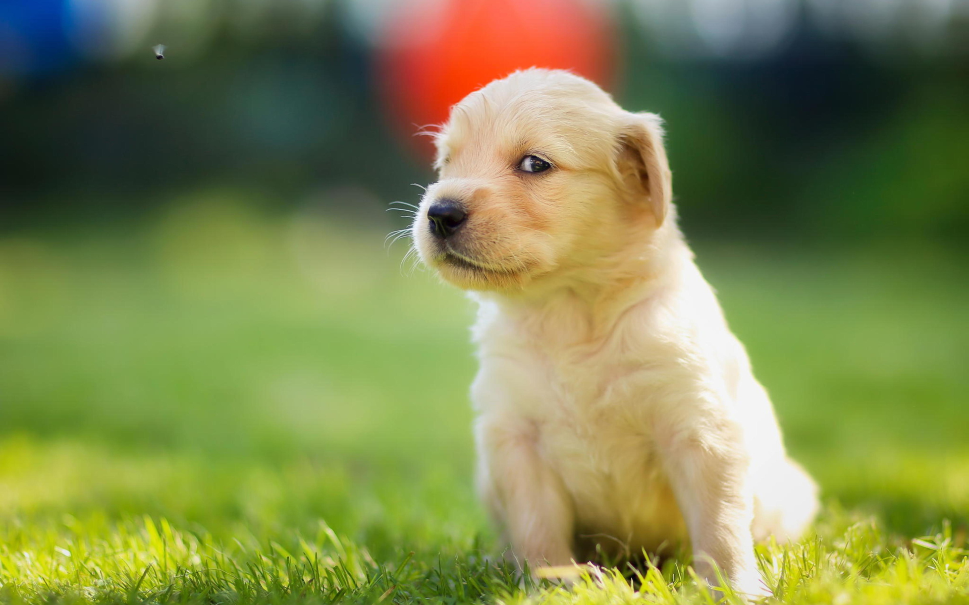 Fondo de pantalla Cute Golden Retriever Puppy 1920x1200