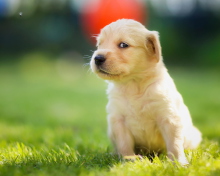Das Cute Golden Retriever Puppy Wallpaper 220x176