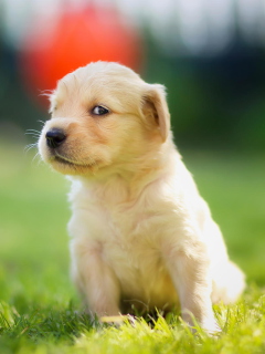 Fondo de pantalla Cute Golden Retriever Puppy 240x320