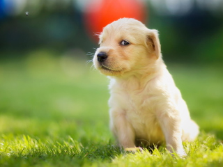 Cute Golden Retriever Puppy wallpaper 320x240