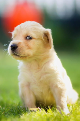 Screenshot №1 pro téma Cute Golden Retriever Puppy 320x480