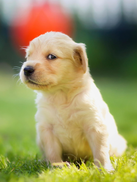 Das Cute Golden Retriever Puppy Wallpaper 480x640