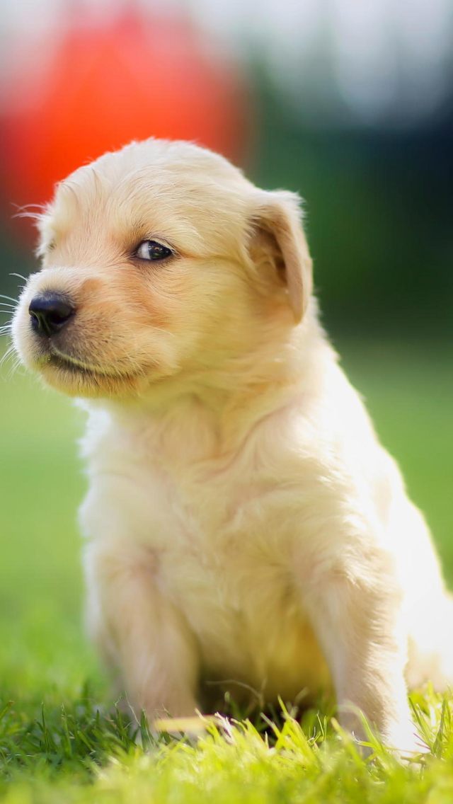 Обои Cute Golden Retriever Puppy 640x1136