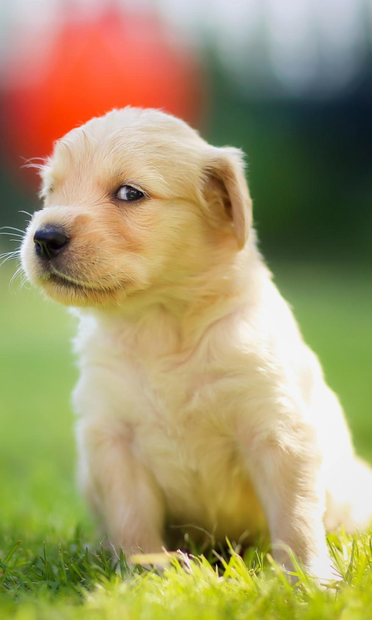 Das Cute Golden Retriever Puppy Wallpaper 768x1280