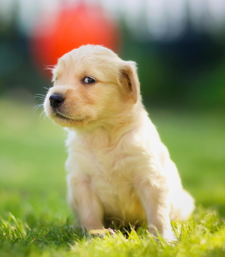 Cute Golden Retriever Puppy Wallpaper for 768x1280