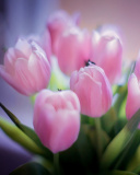 Tender Pink Tulips wallpaper 128x160