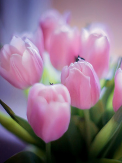 Sfondi Tender Pink Tulips 240x320