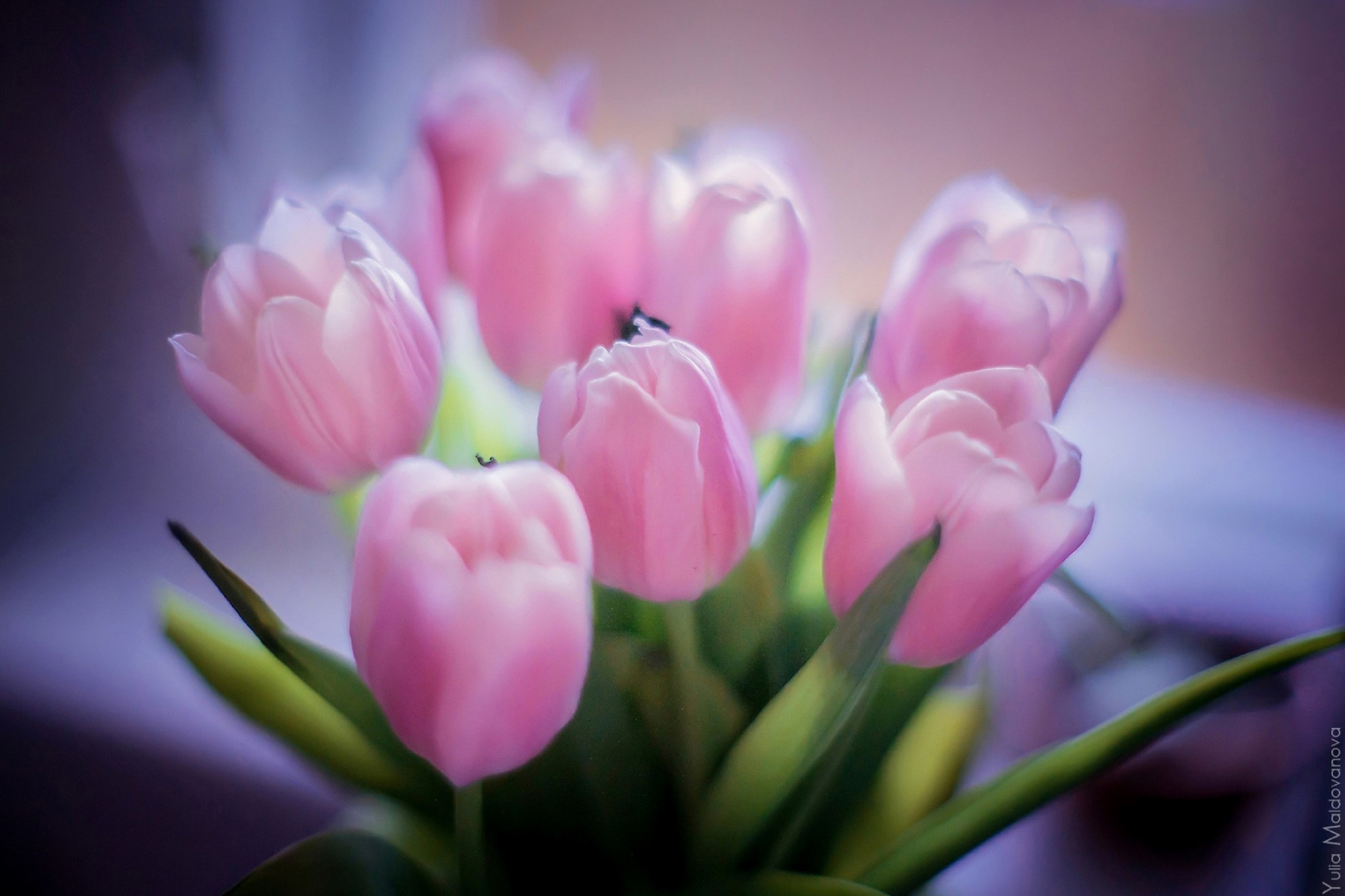 Fondo de pantalla Tender Pink Tulips 2880x1920