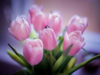 Tender Pink Tulips wallpaper 320x240