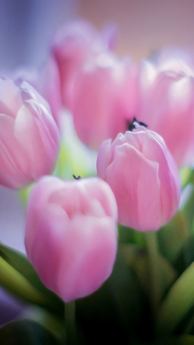 Обои Tender Pink Tulips 640x1136