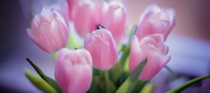 Tender Pink Tulips wallpaper 720x320