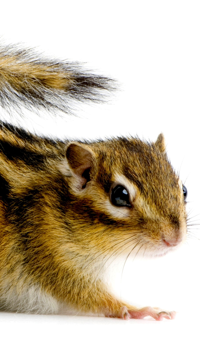 Chipmunk wallpaper 640x1136