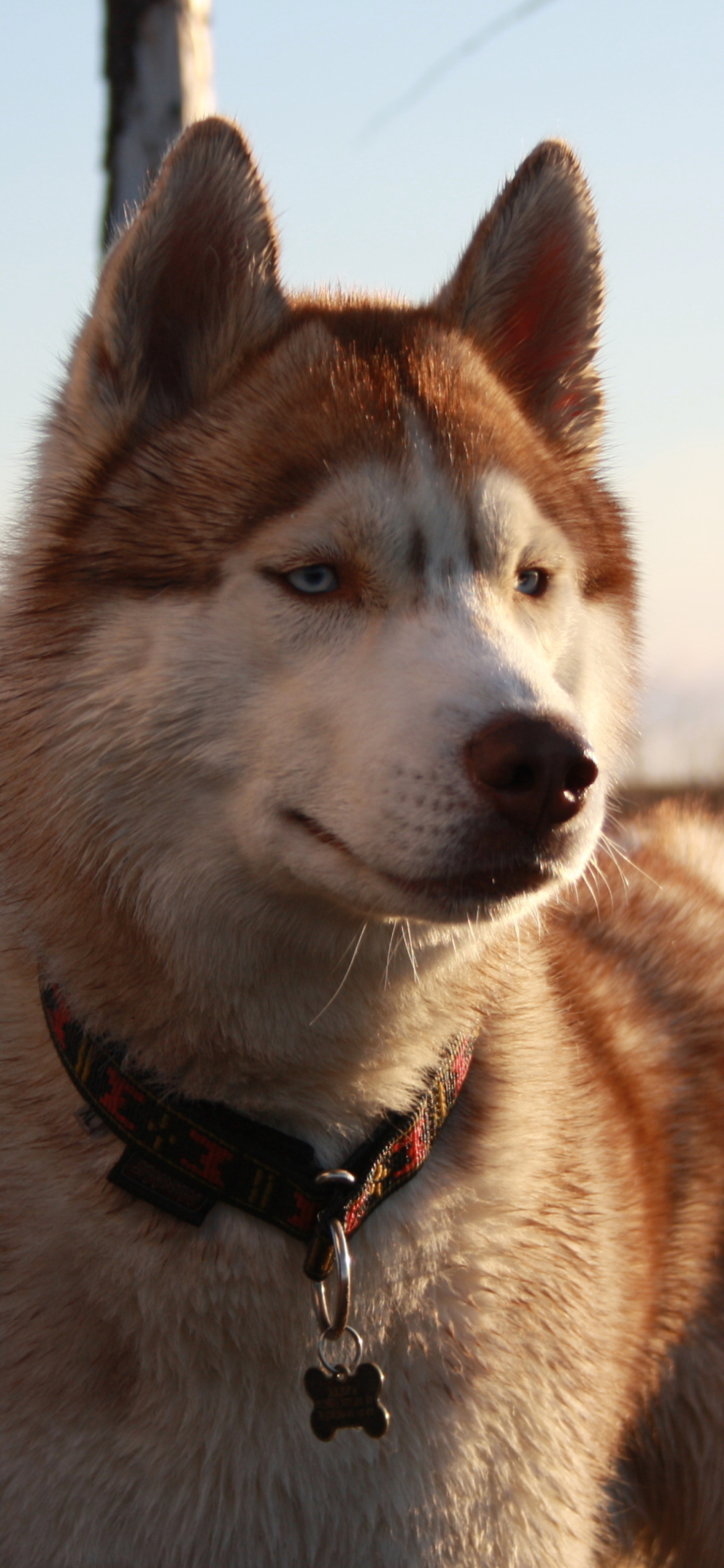 Beautiful Husky Dog screenshot #1 1170x2532