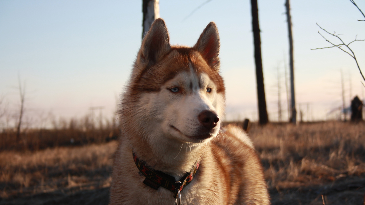 Beautiful Husky Dog wallpaper 1280x720