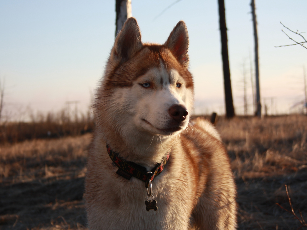 Screenshot №1 pro téma Beautiful Husky Dog 1280x960