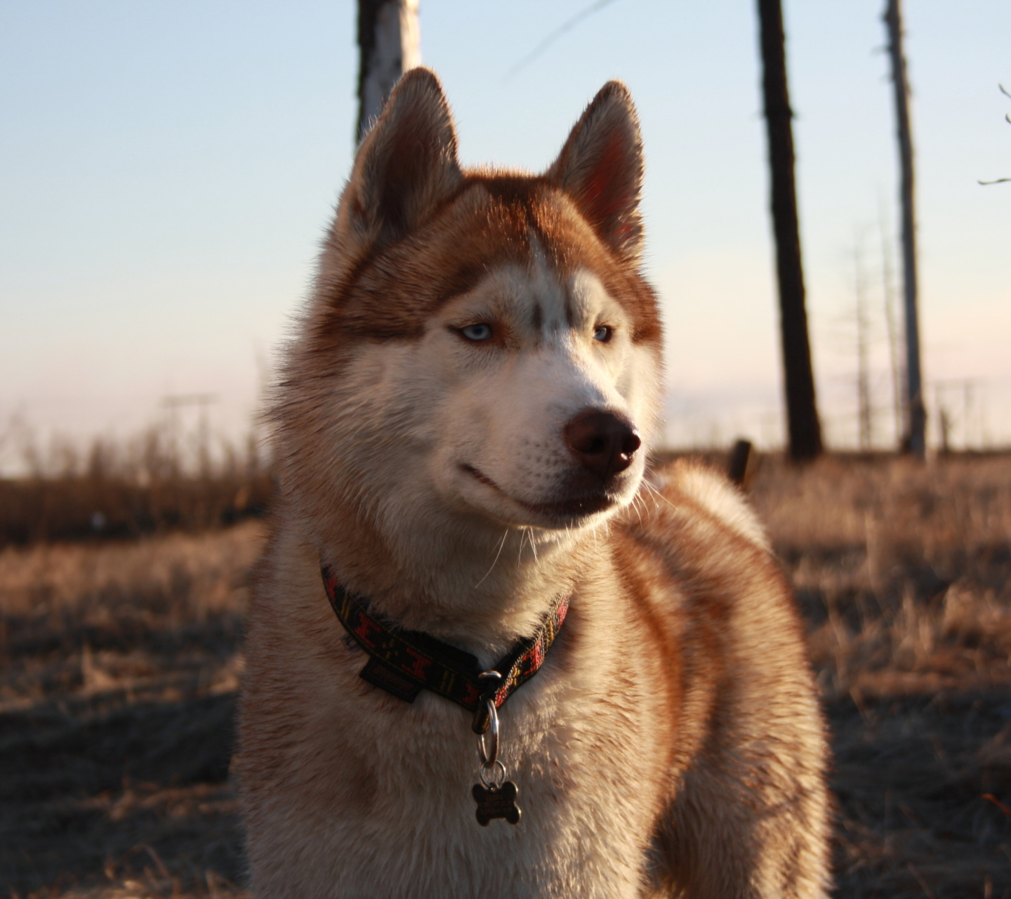 Обои Beautiful Husky Dog 1440x1280
