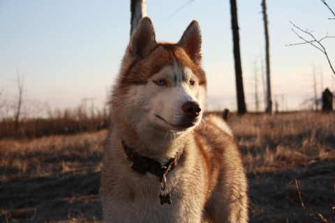 Beautiful Husky Dog screenshot #1 480x320