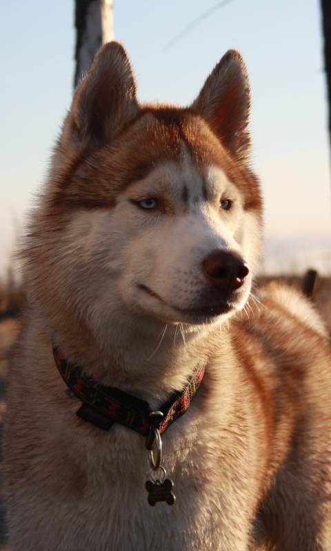 Beautiful Husky Dog screenshot #1 480x800