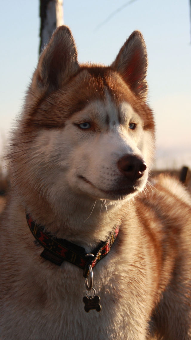 Sfondi Beautiful Husky Dog 640x1136