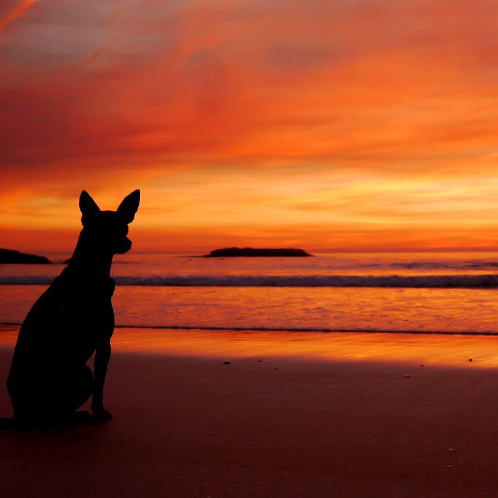 Das Dog Looking At Sunset Wallpaper 1024x1024