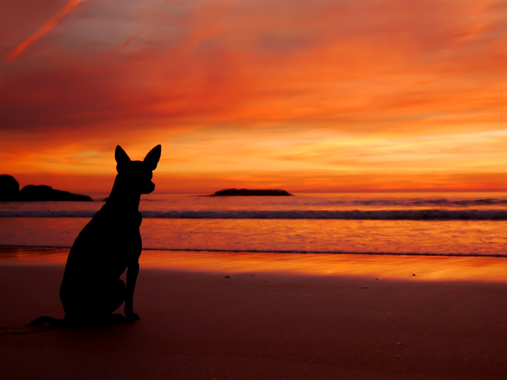 Das Dog Looking At Sunset Wallpaper 1024x768