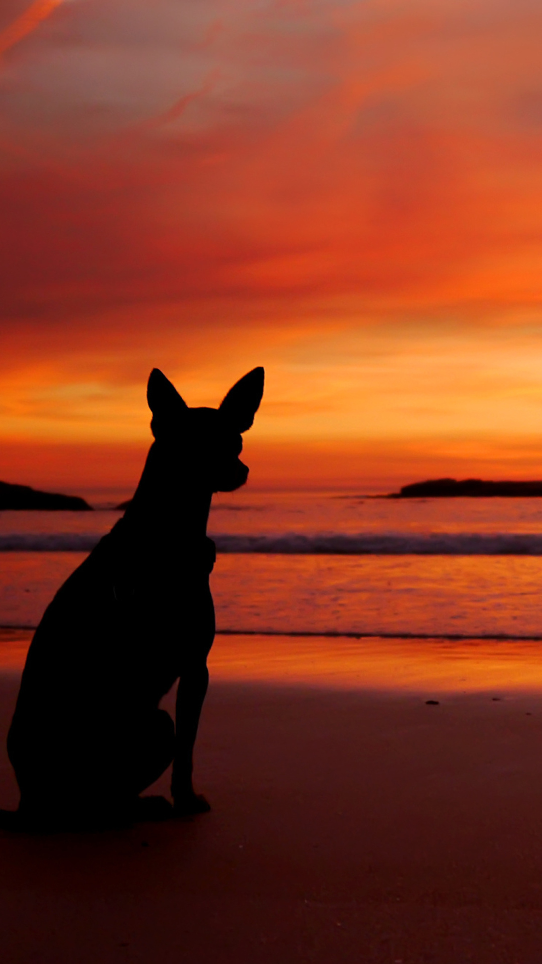Обои Dog Looking At Sunset 1080x1920
